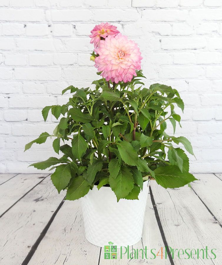 pink dahlia
