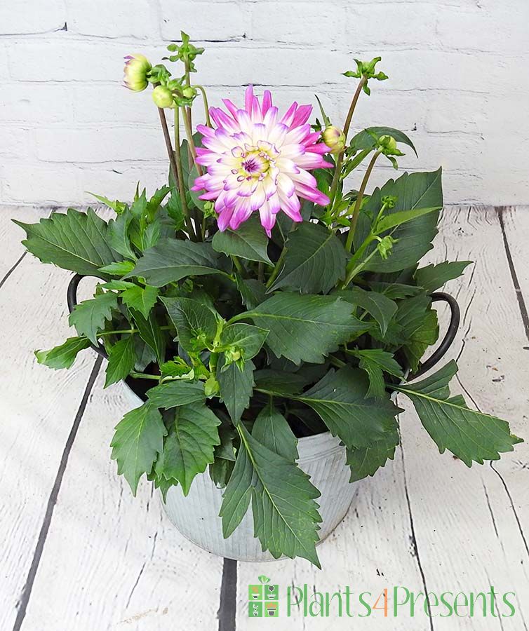 Purple and White Dahlia