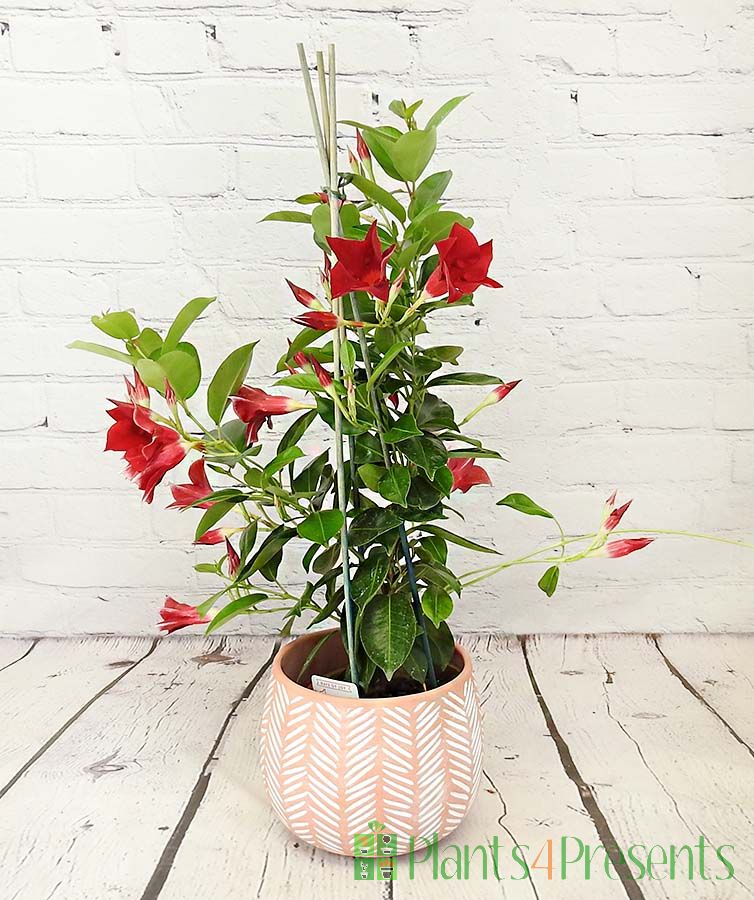 Summer Dipladenia