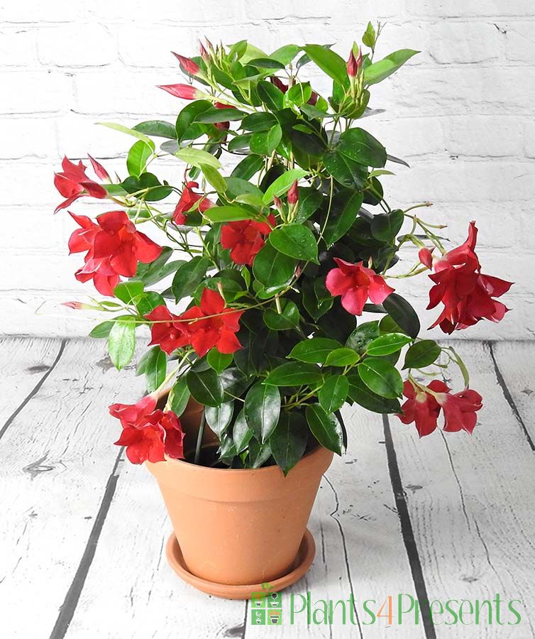 Dipladenia showing off in September 2025