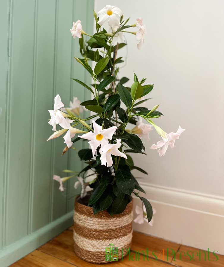white dipladenia August