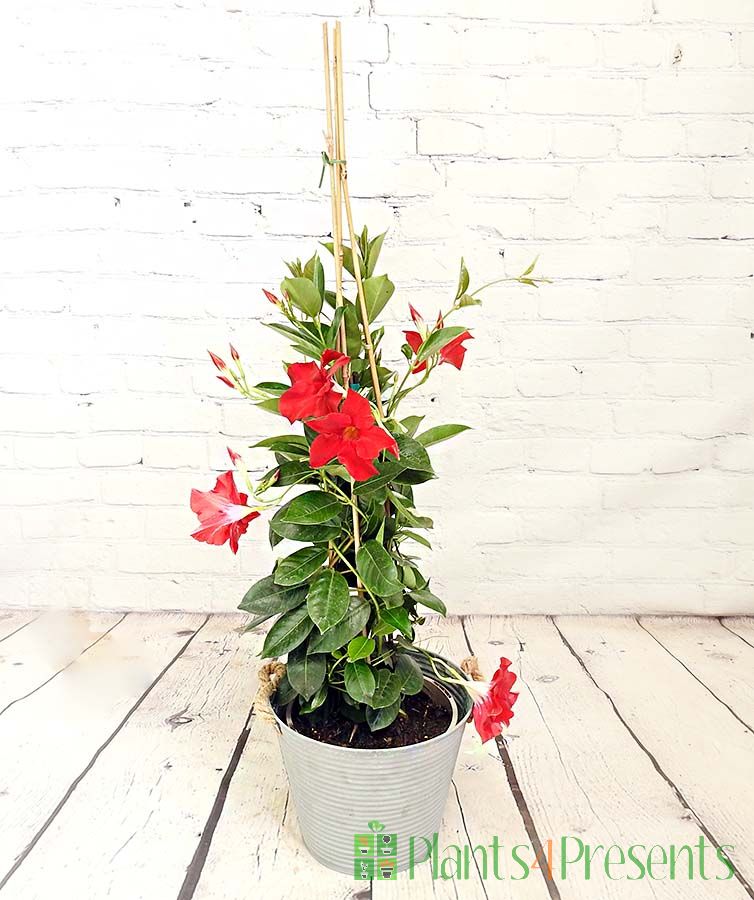 Dipladenia early season 2025