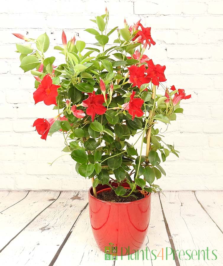 Dipladenia Trellis Red