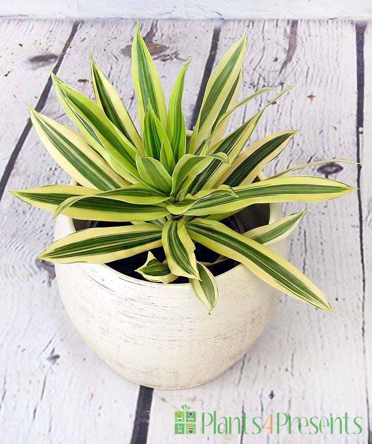 Dracaena houseplant in cream ceramic