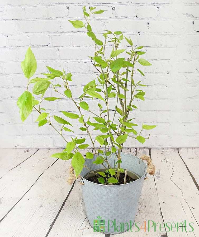 Dwarf Mulberry spring 2024