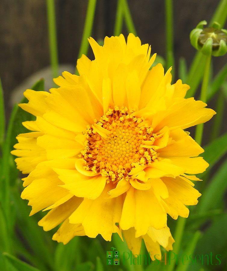 Coreopsis flower