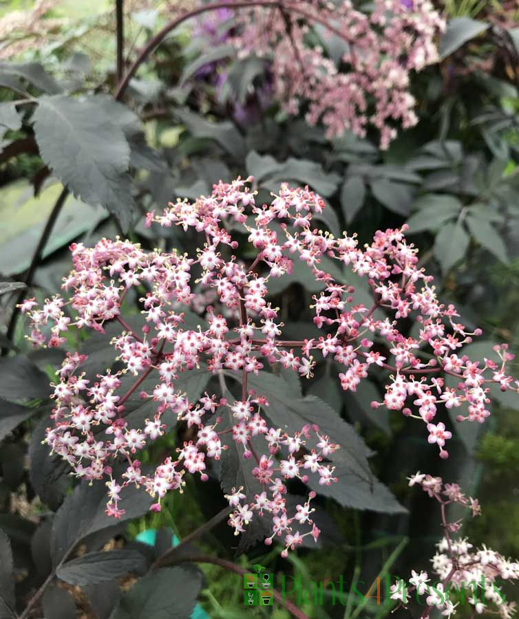 Black Elderberry