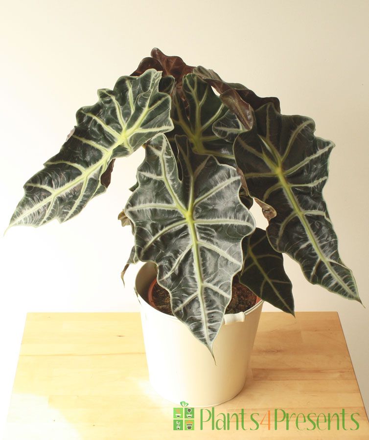 Elephants Ears