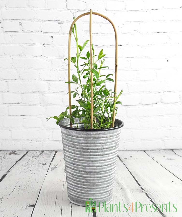 Everlasting sweetpea in vintage longtom