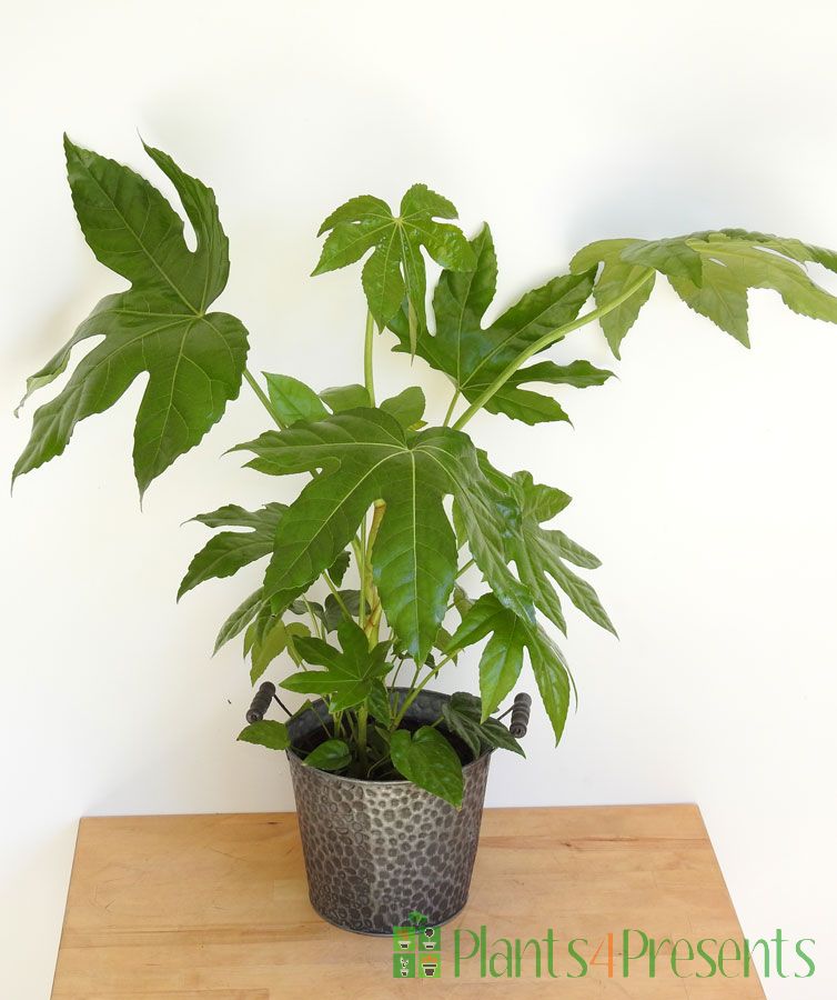 Fatsia Japonica
