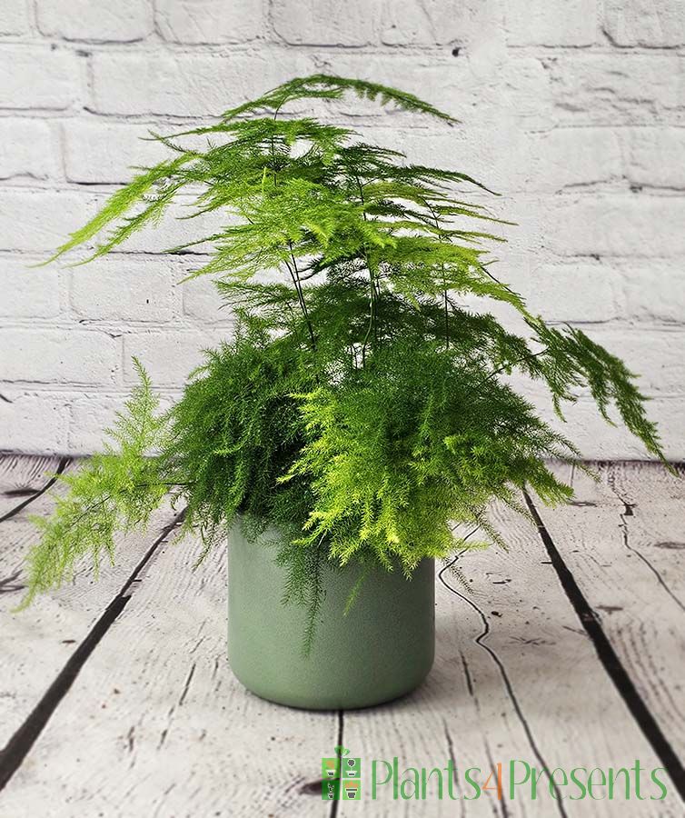 Asparagus Fern 