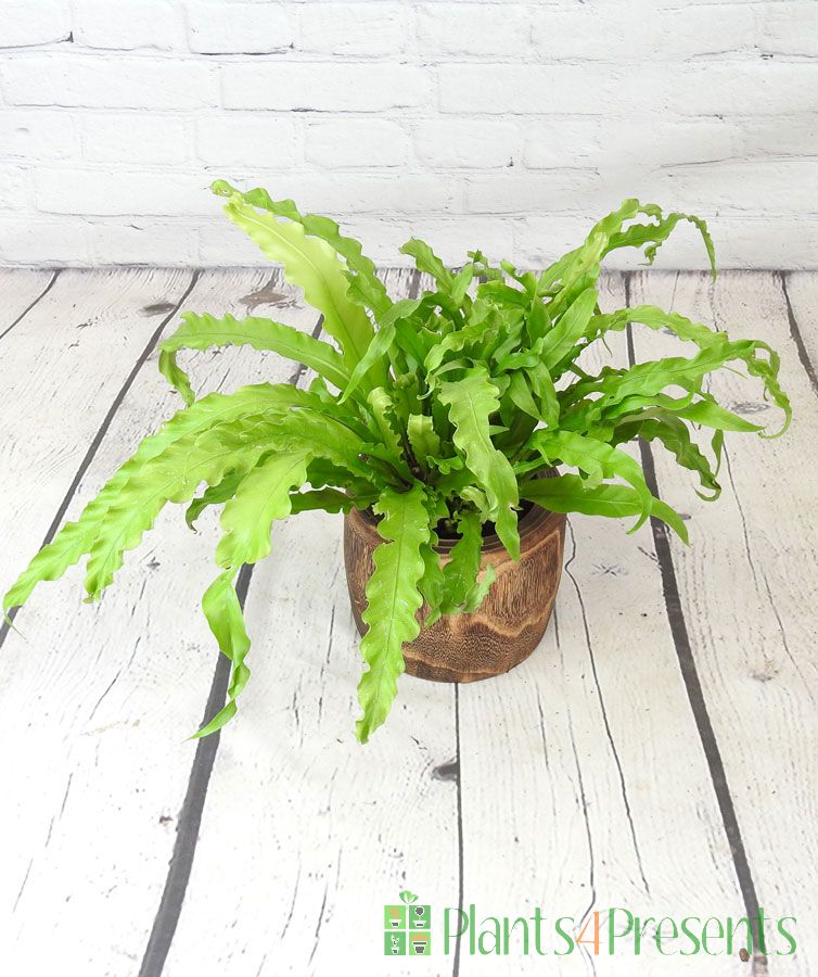 Birds nest fern in wooden pot