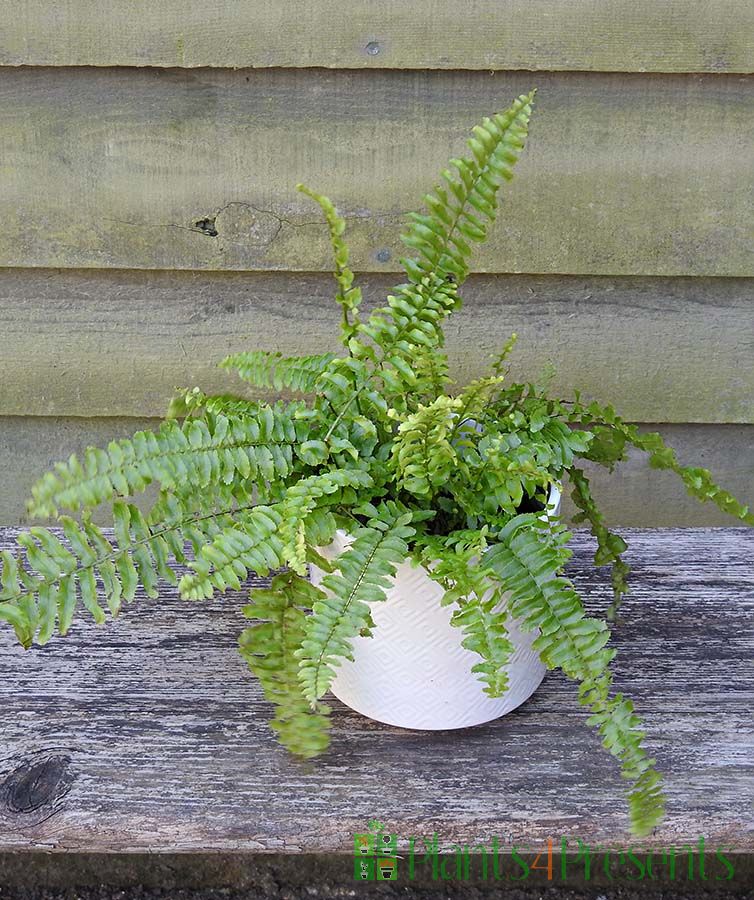 Birds nest ferns