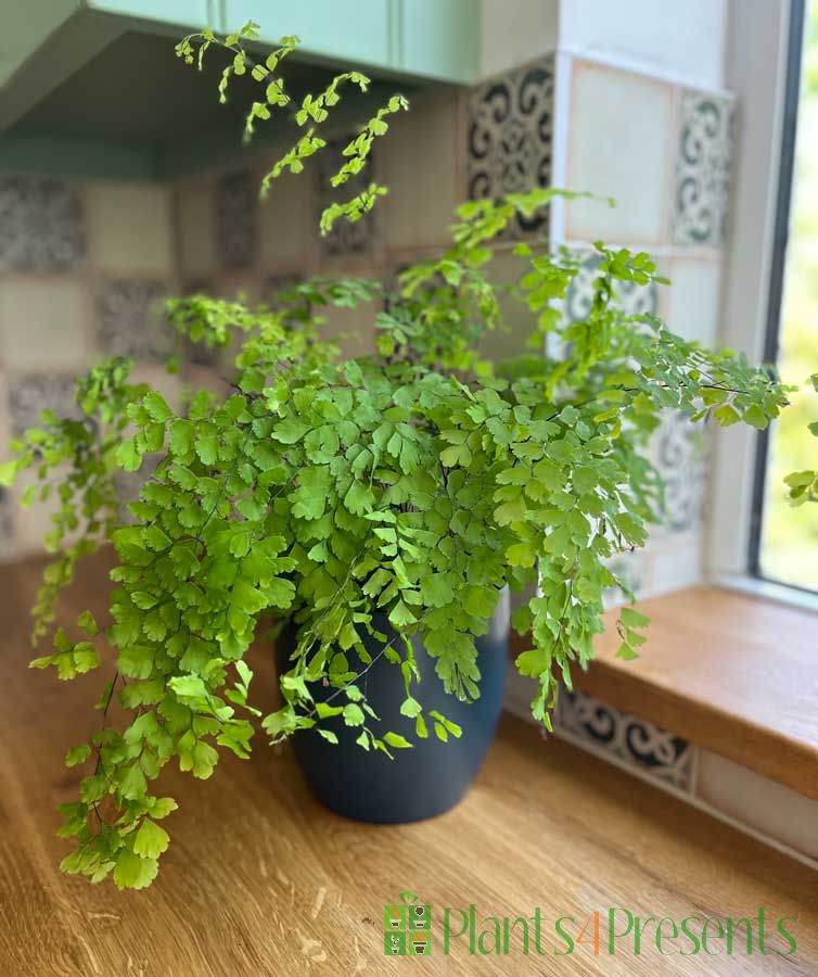Maidenhair fern