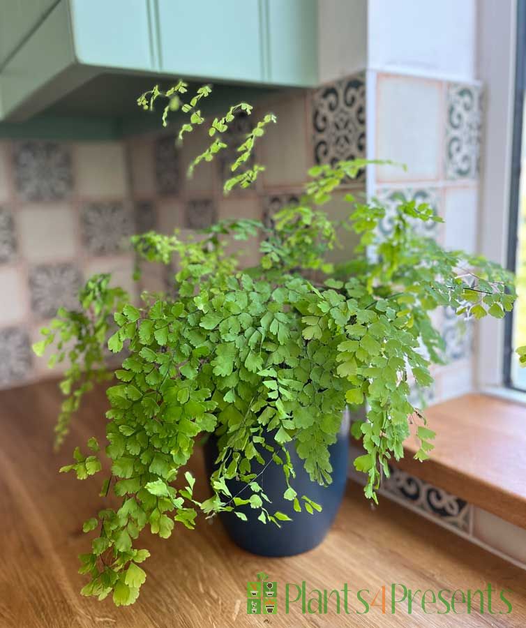 Maidenhair Fern