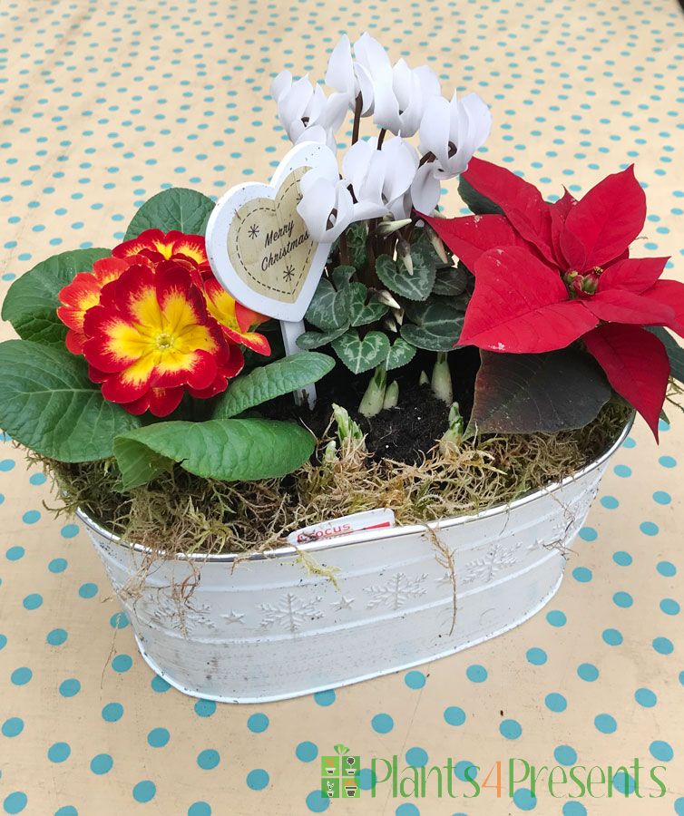 Festive indoor planter