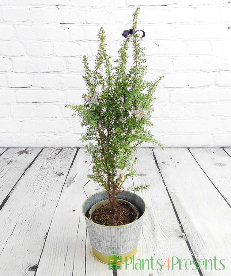 Festive juniper