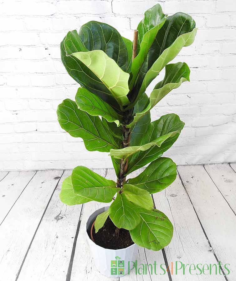 Fiddle Leaf Fig