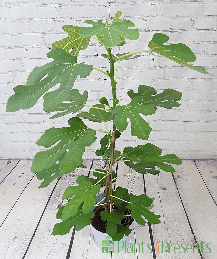 Fig Tree 