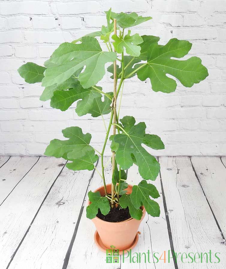 Young fig tree July 2025