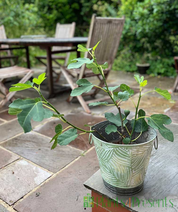 Fig Tree on Patio 