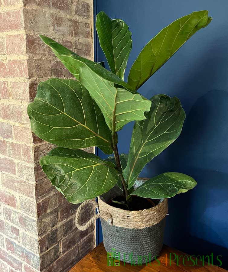 Fiddle leaf fig