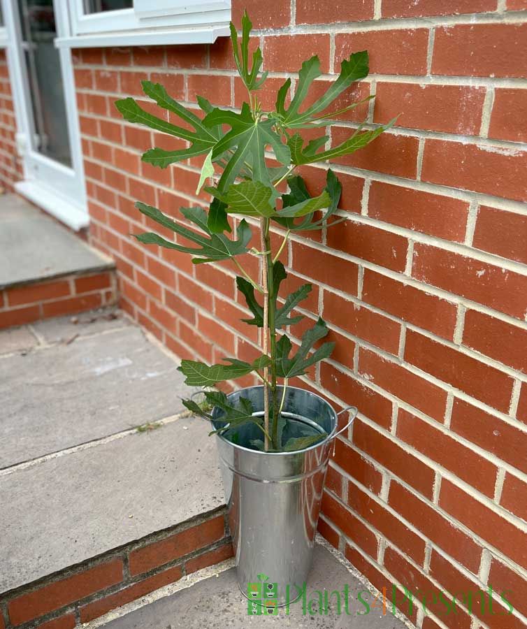 Little Miss Figgy Fig Tree