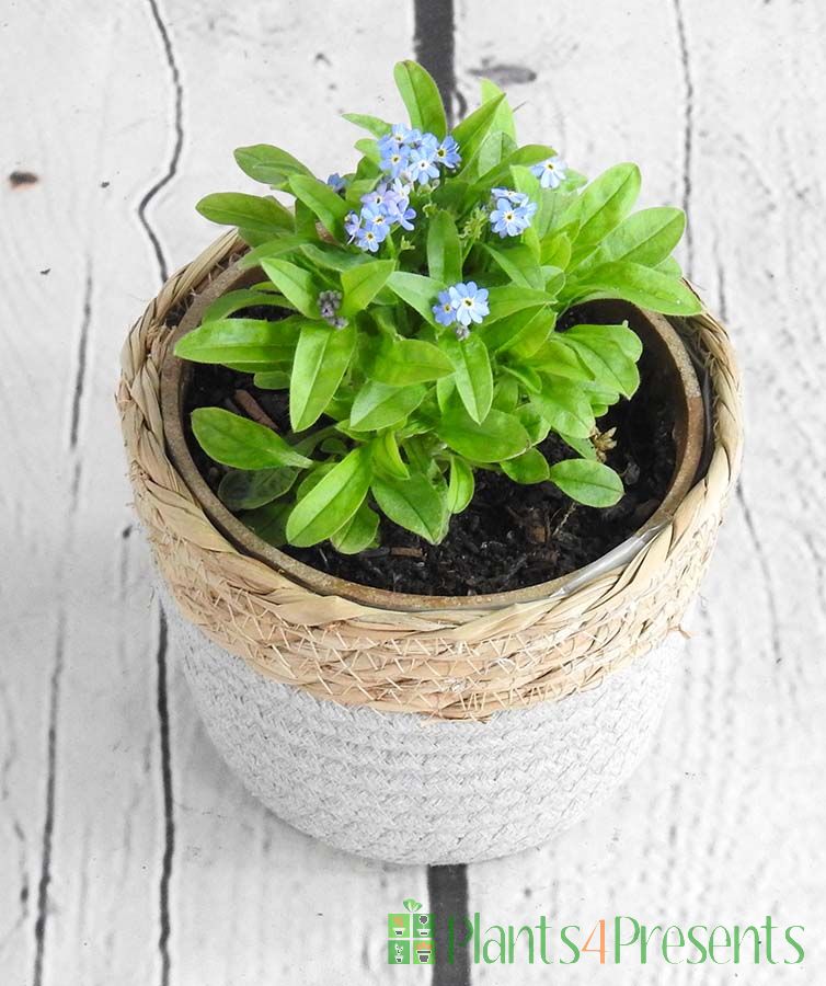 Forget Me Not in Seagrass Basket
