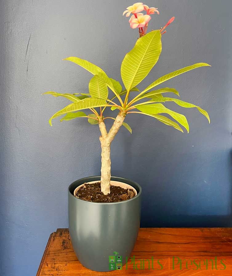 Frangipani Thumablina August 2025