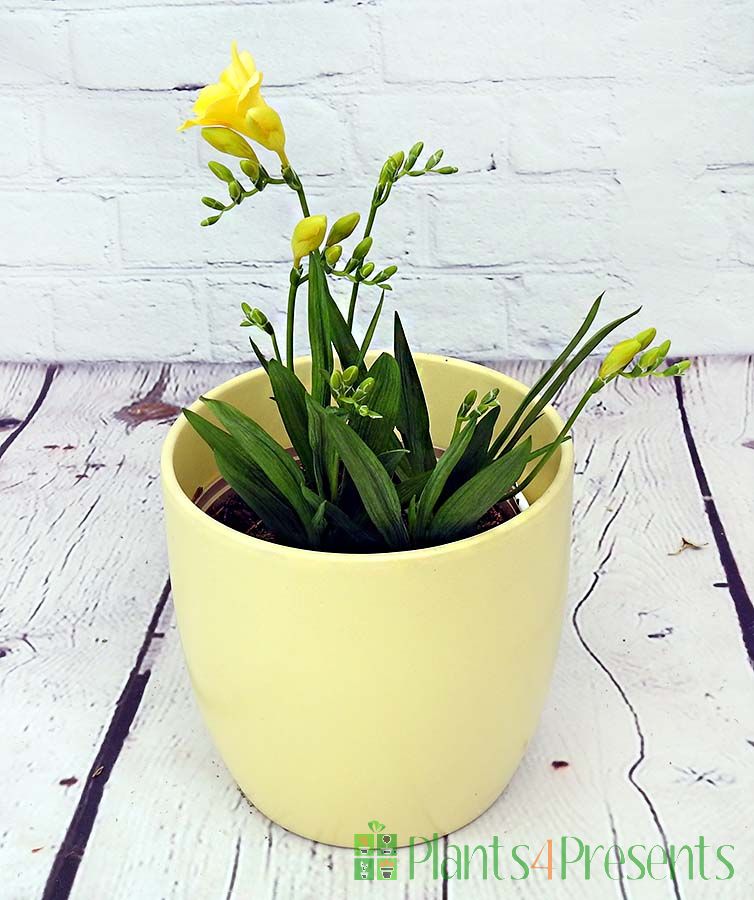 Yellow freesia in yellow ceramic pot