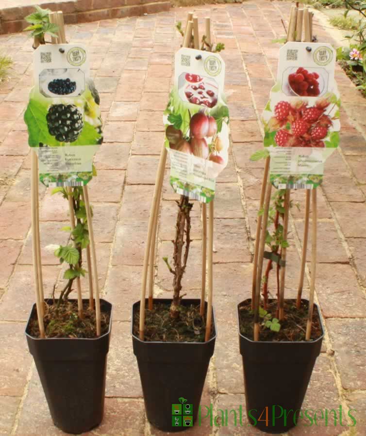 exotic fruits uk