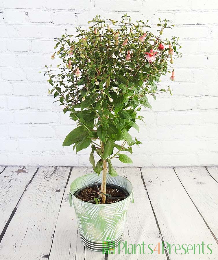 Fuchsia Topiary