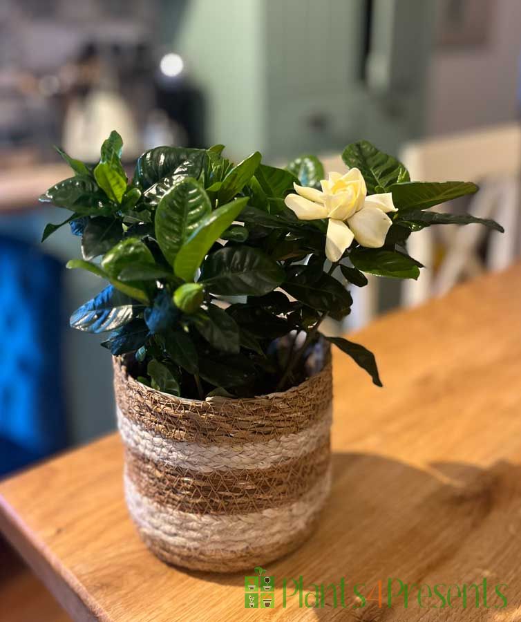 Gardenia