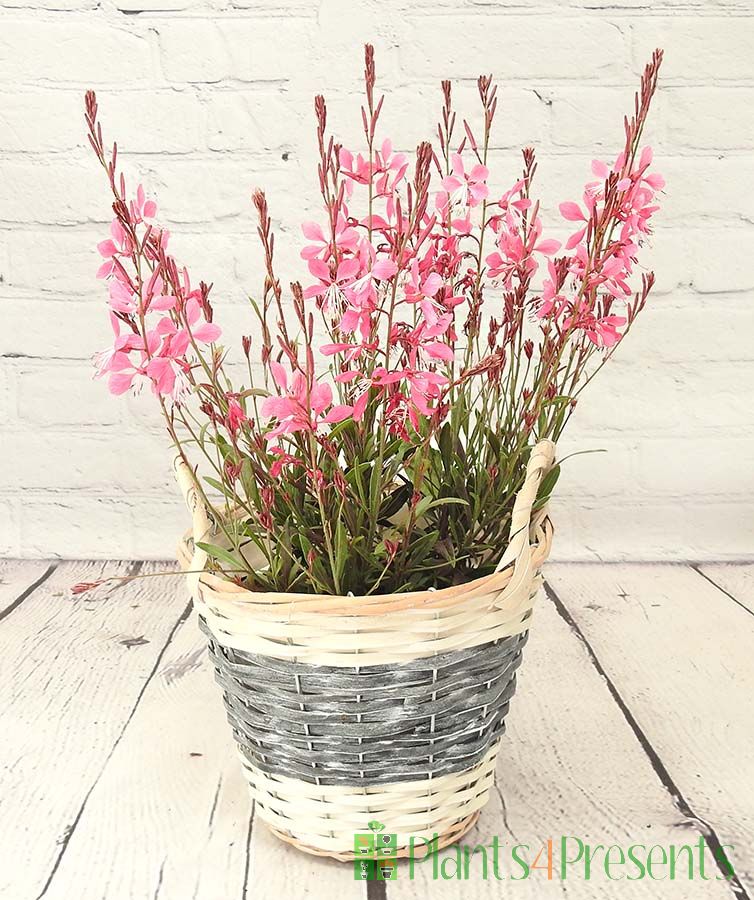 Pink Gaura