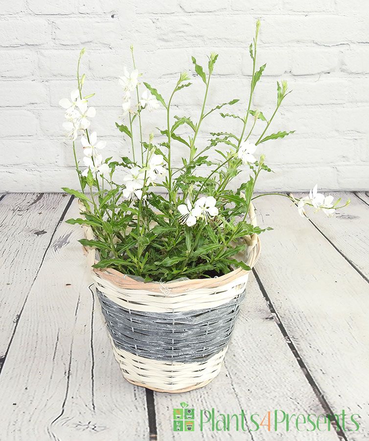 Pale Pink/White Gaura