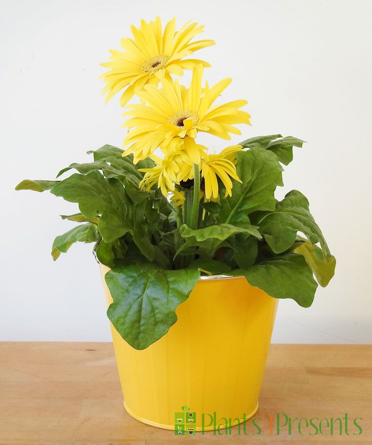 yellow Gerbera