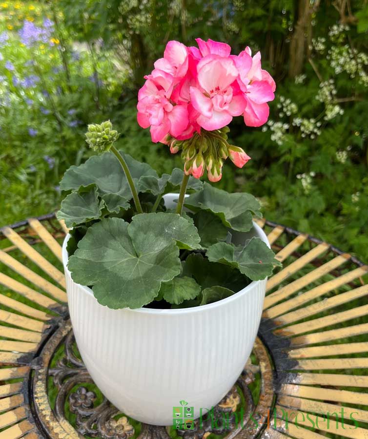 Geranium Spring garden