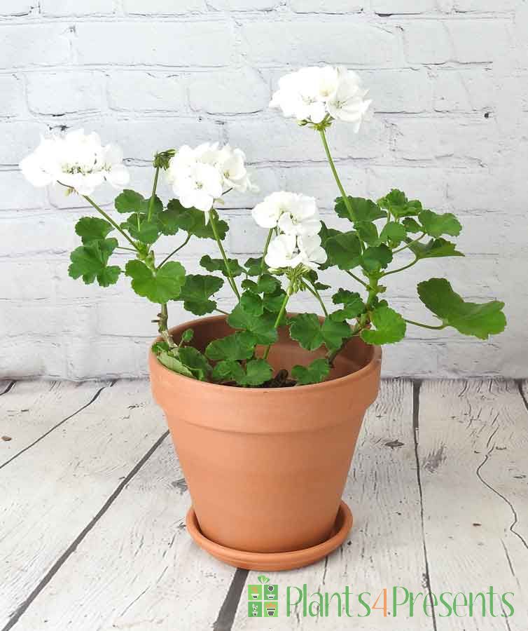 White Geranium in Terracotta