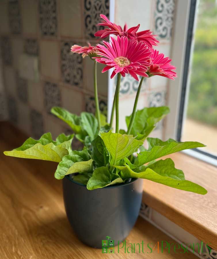 pink gerbera in blue pot July 2025