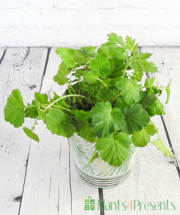 Geum