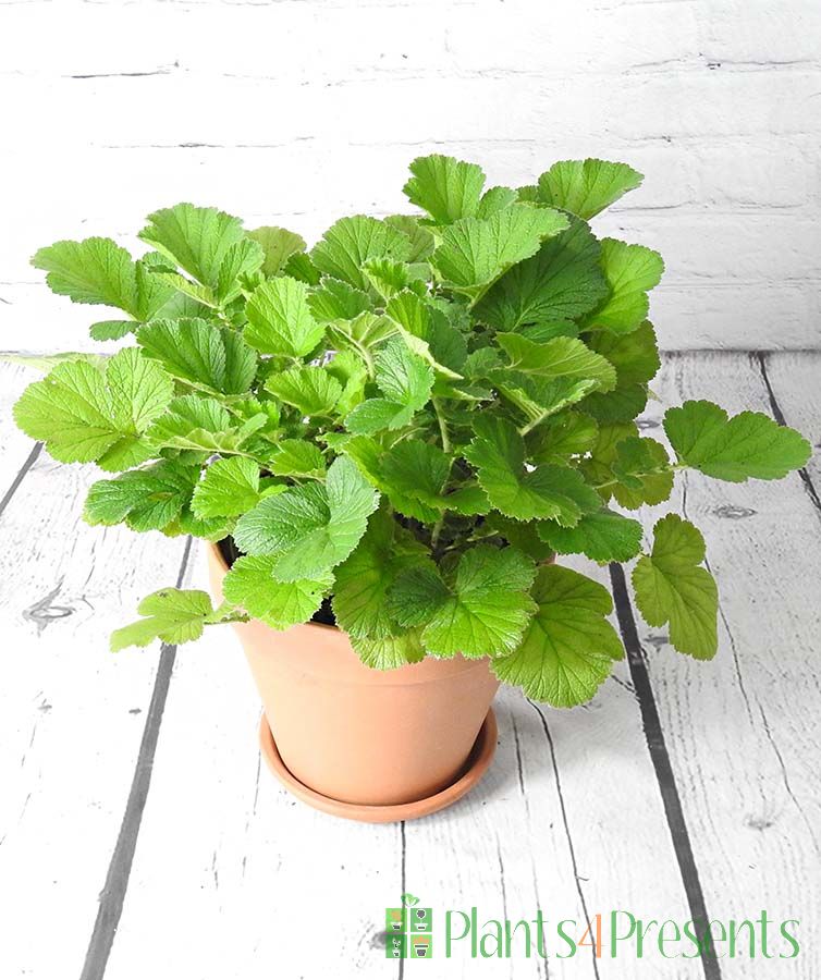 Geum September 2025