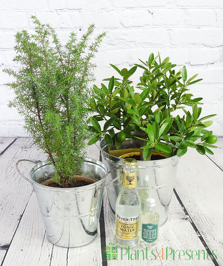 Gin and Juniper Gift Set
