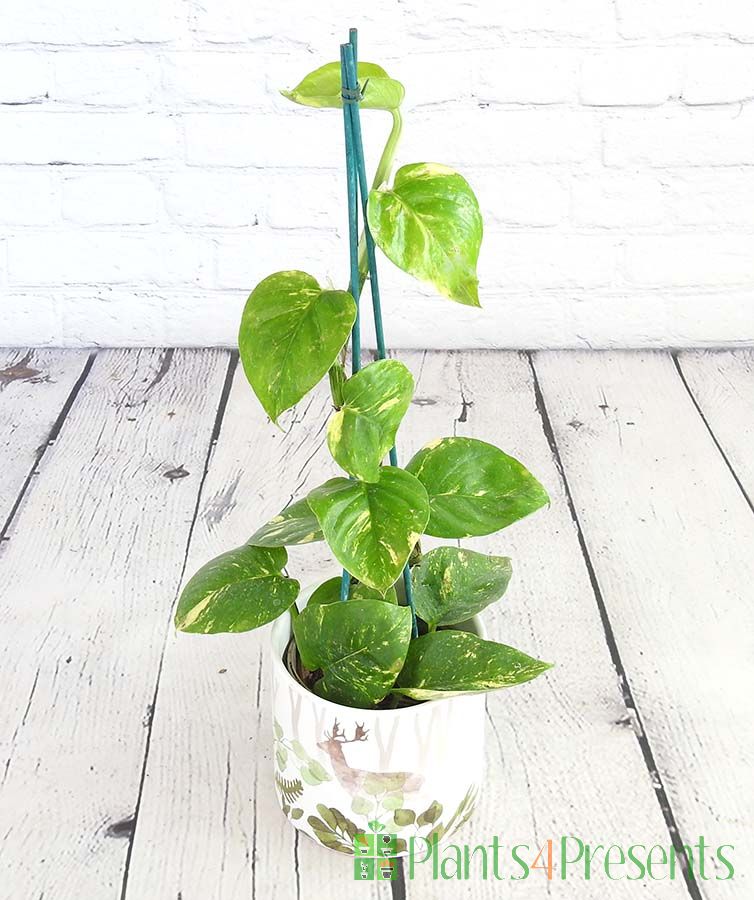 Climbing Golden Pothos