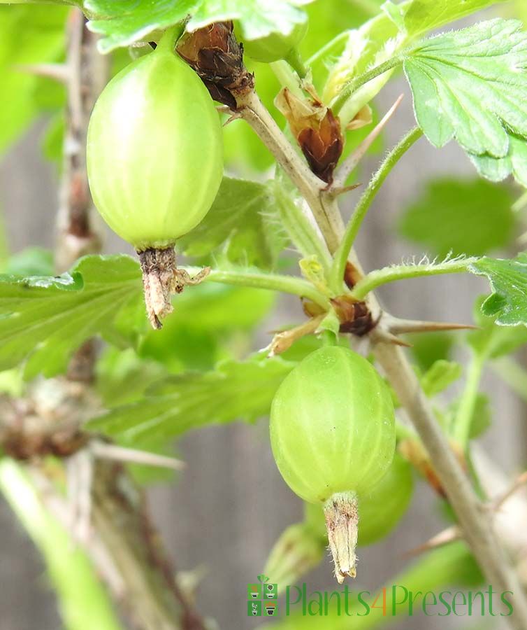 Green Gooseberry