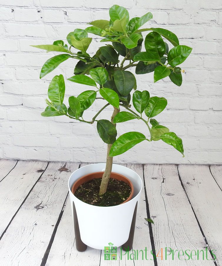 Grapefruit Tree 2025