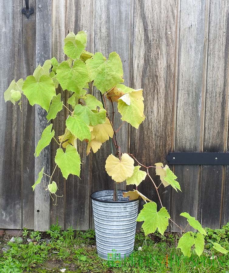 Fragola 'Strawberry' Grapevine
