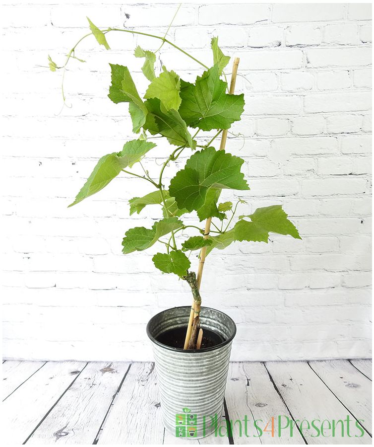 Mid summer vine