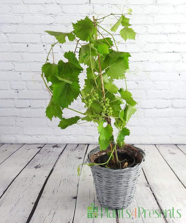 Late summer grapevine