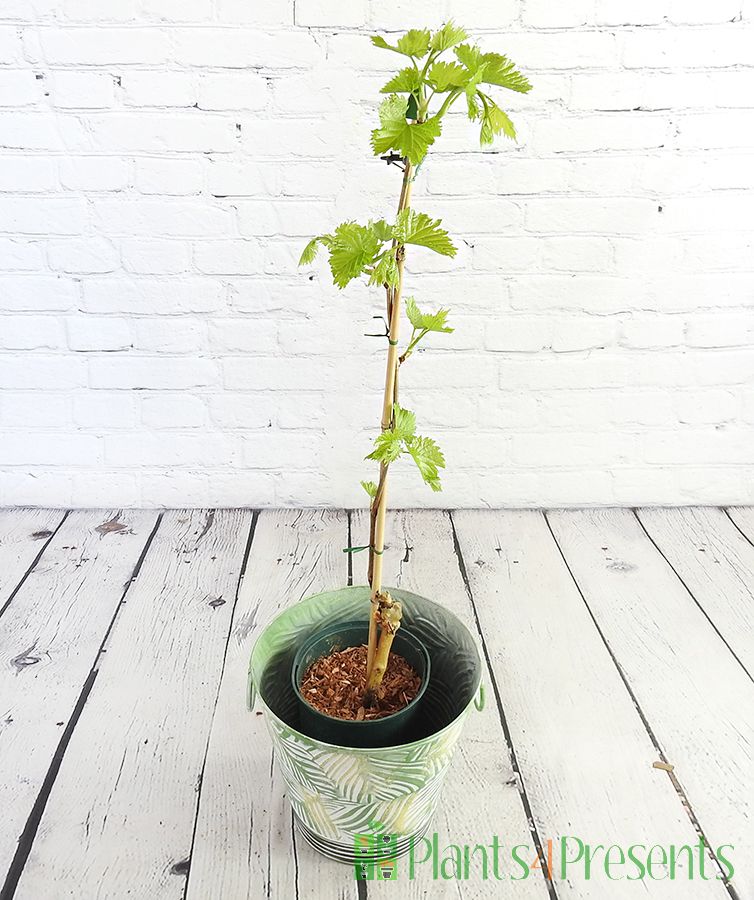 vine in new growth