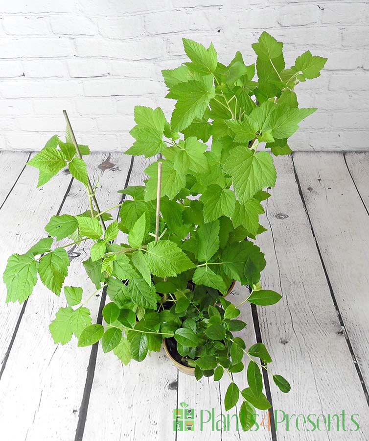 Grow Your Own Berries